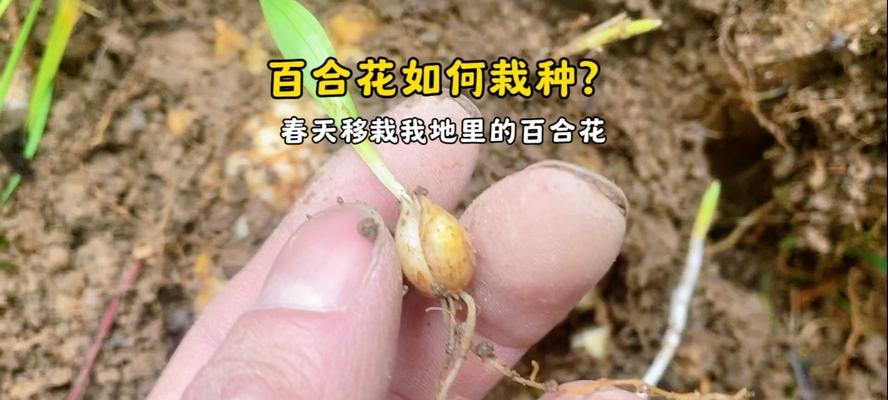 花卉移植的最佳时机是什么时候？