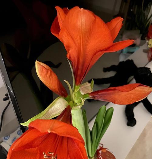 花卉移植的最佳时机是什么时候？