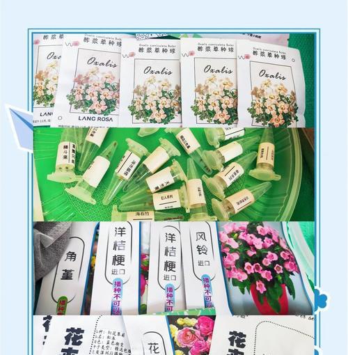 花卉移植的最佳时机是什么时候？