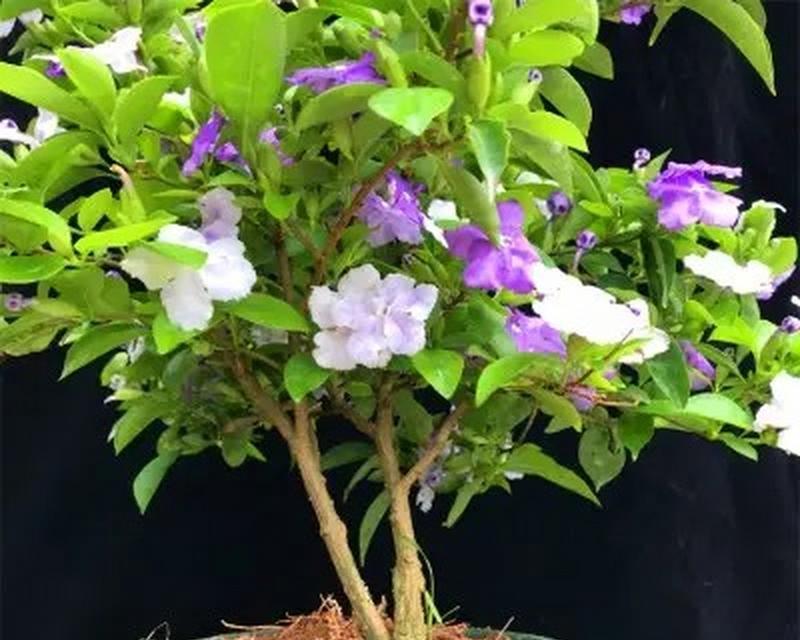 盆栽茉莉繁殖的步骤和技巧是什么？