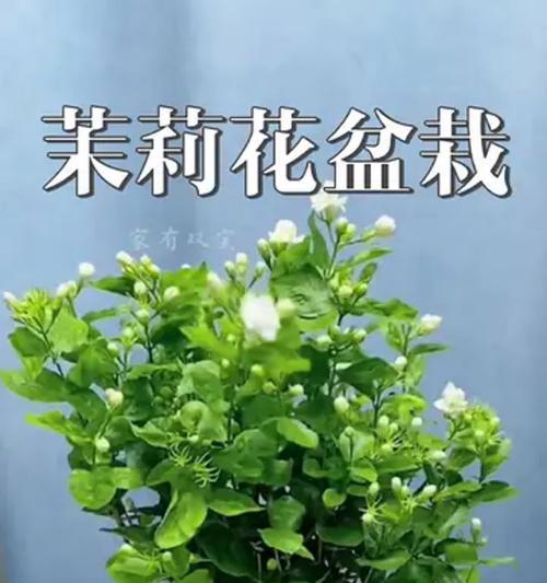 盆栽茉莉繁殖的步骤和技巧是什么？