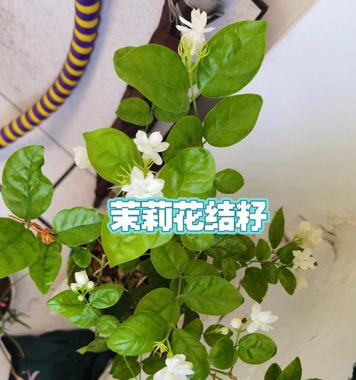 盆栽茉莉繁殖的步骤和技巧是什么？