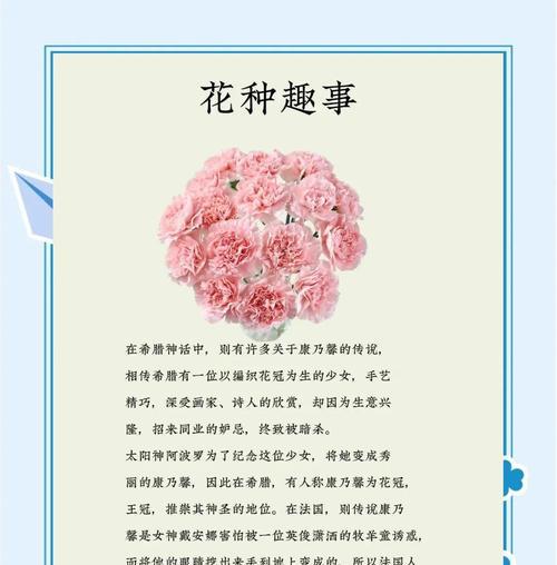 石竹花的种植步骤是什么？