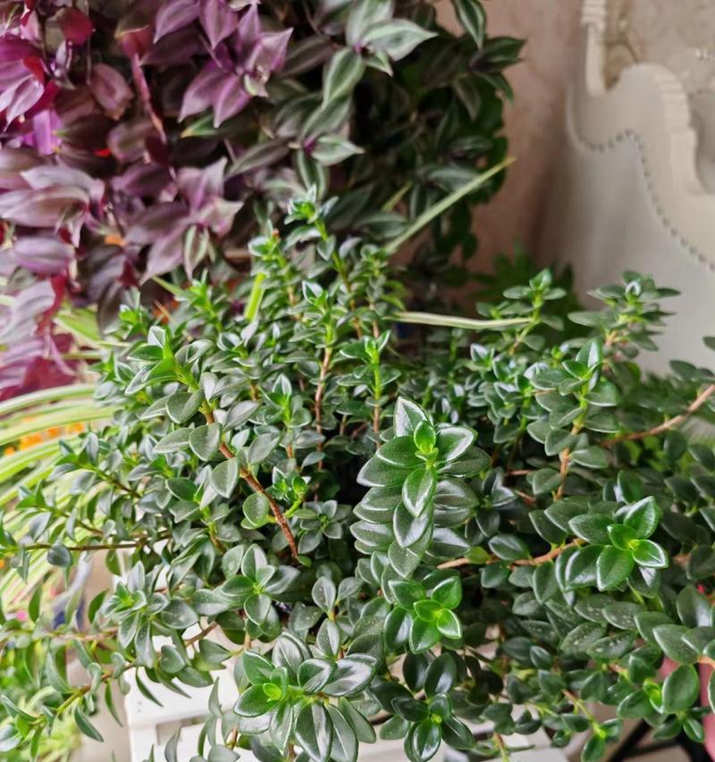 吊兰有哪些品种？各种吊兰的养护方法有何不同？