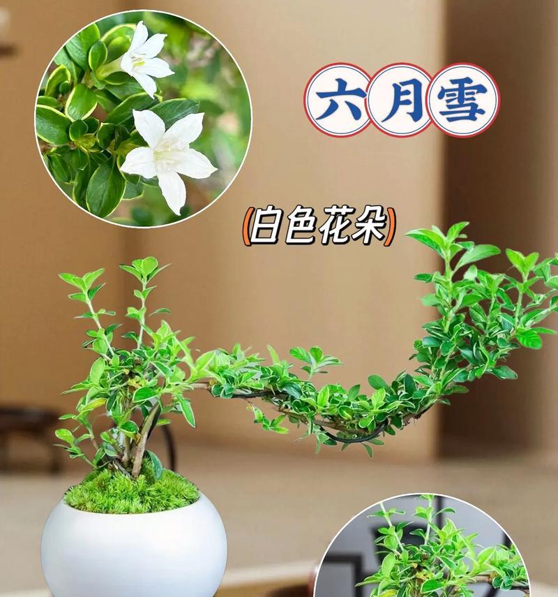 六月雪盆景的制作步骤有哪些？