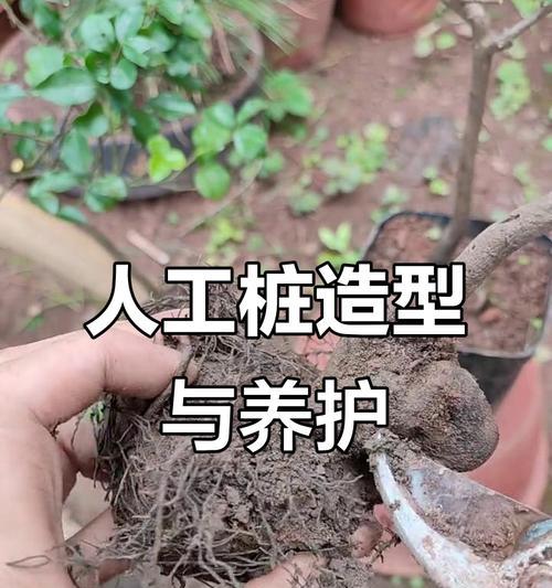 金弹子修剪的正确方法是什么？如何修剪才能促进其生长？