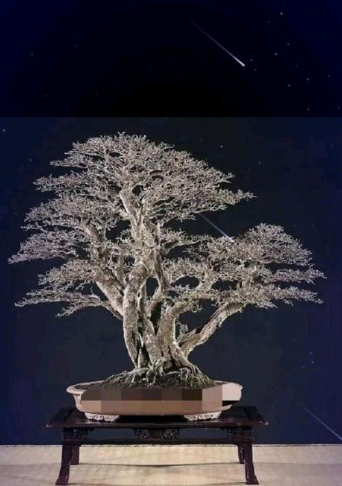 金弹子修剪的正确方法是什么？如何修剪才能促进其生长？