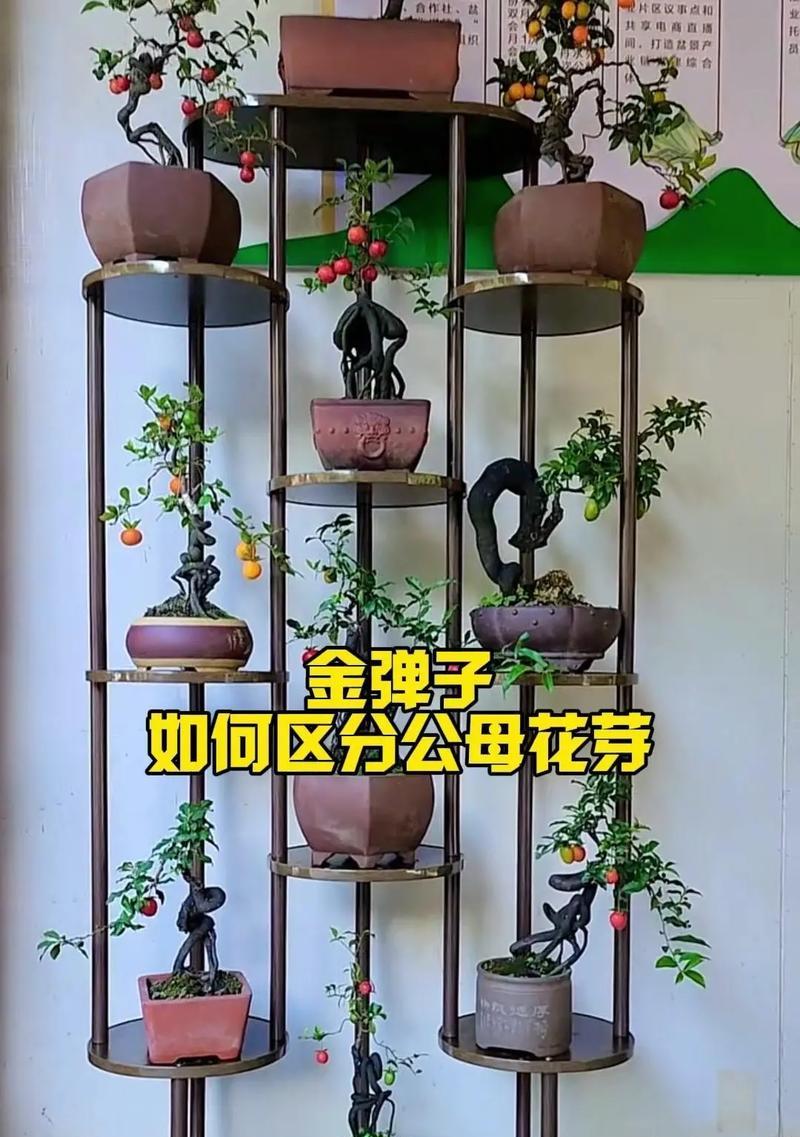 金弹子修剪的正确方法是什么？如何修剪才能促进其生长？