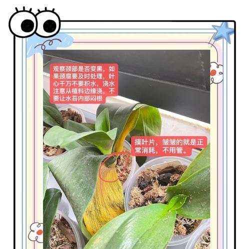 蝴蝶兰叶子发黄的原因及解决方法是什么？