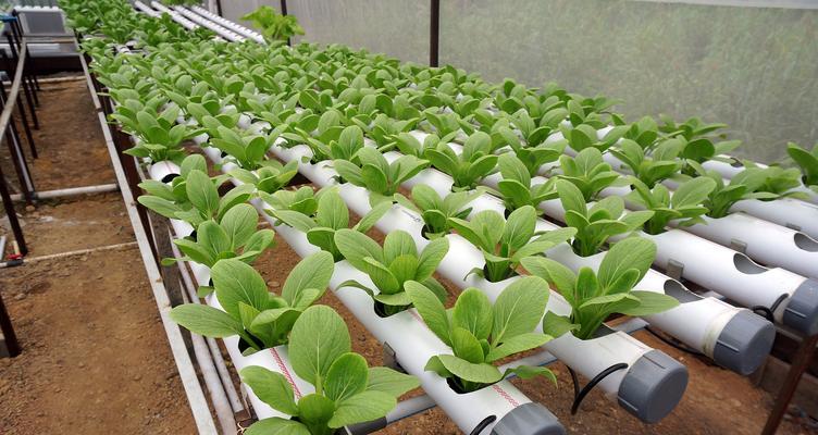 浇菜时应该使用什么类型的水？