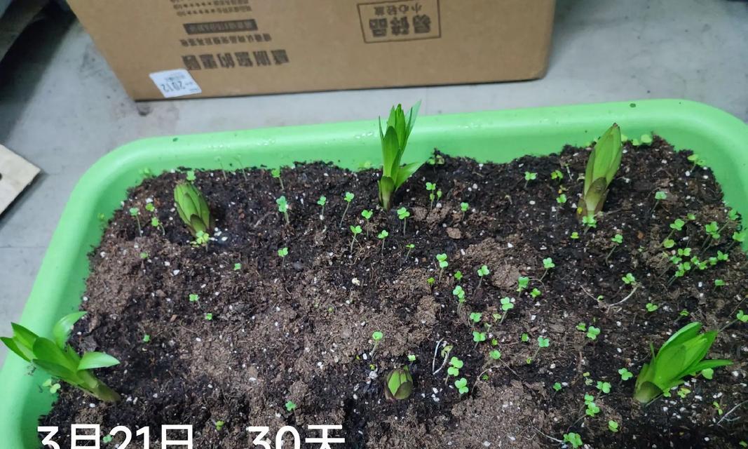 百合的种植步骤有哪些？
