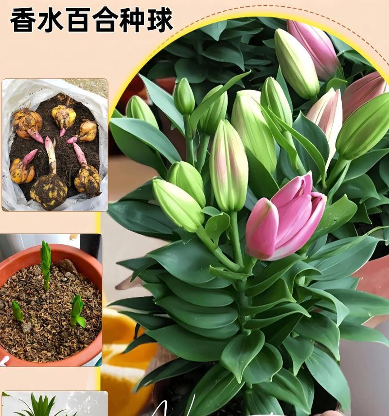 百合的种植步骤有哪些？