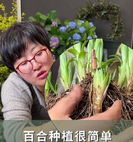 百合的种植步骤有哪些？