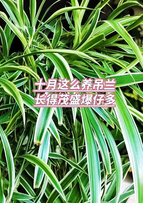 吊兰爆盆秘诀是什么？如何快速养出茂盛的吊兰？