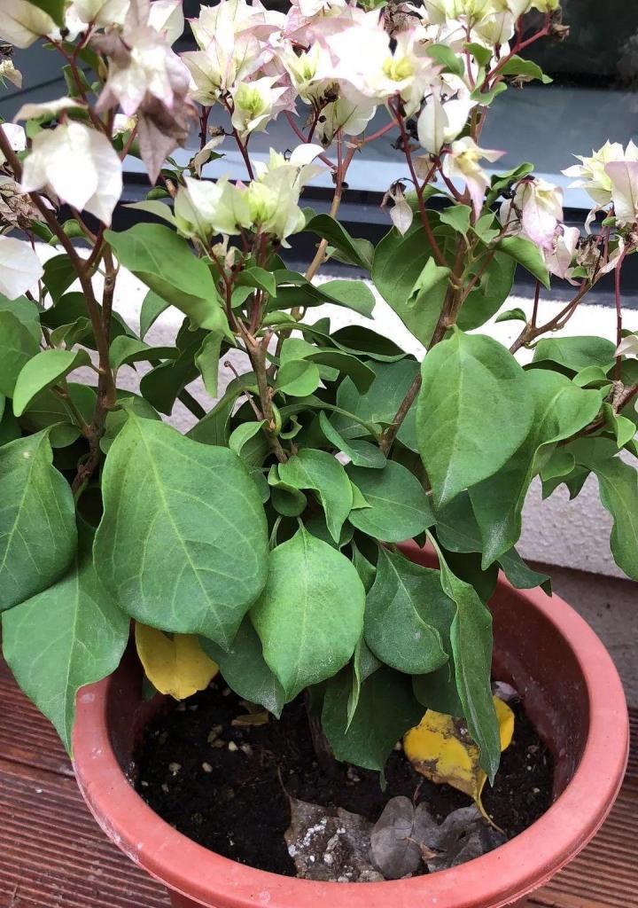 花卉叶片发黄的常见原因是什么？