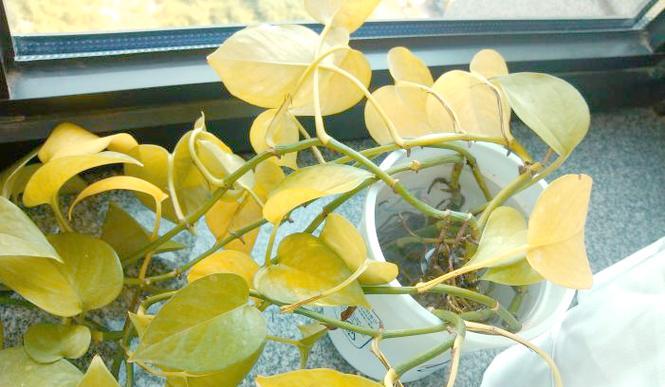 花卉叶片发黄的常见原因是什么？