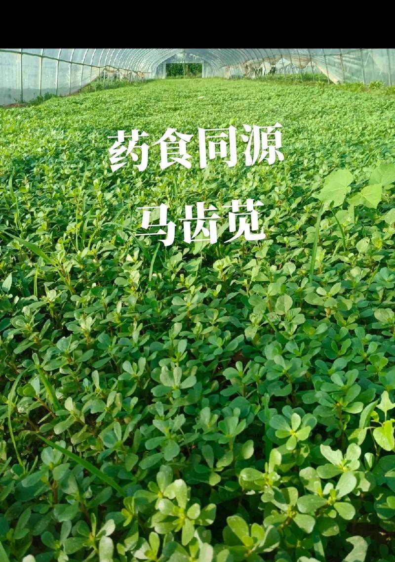 马齿苋种植步骤是什么？