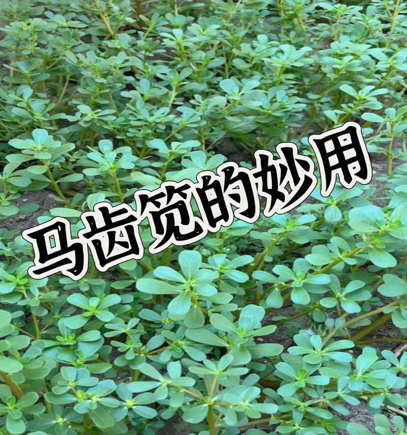 马齿苋种植步骤是什么？