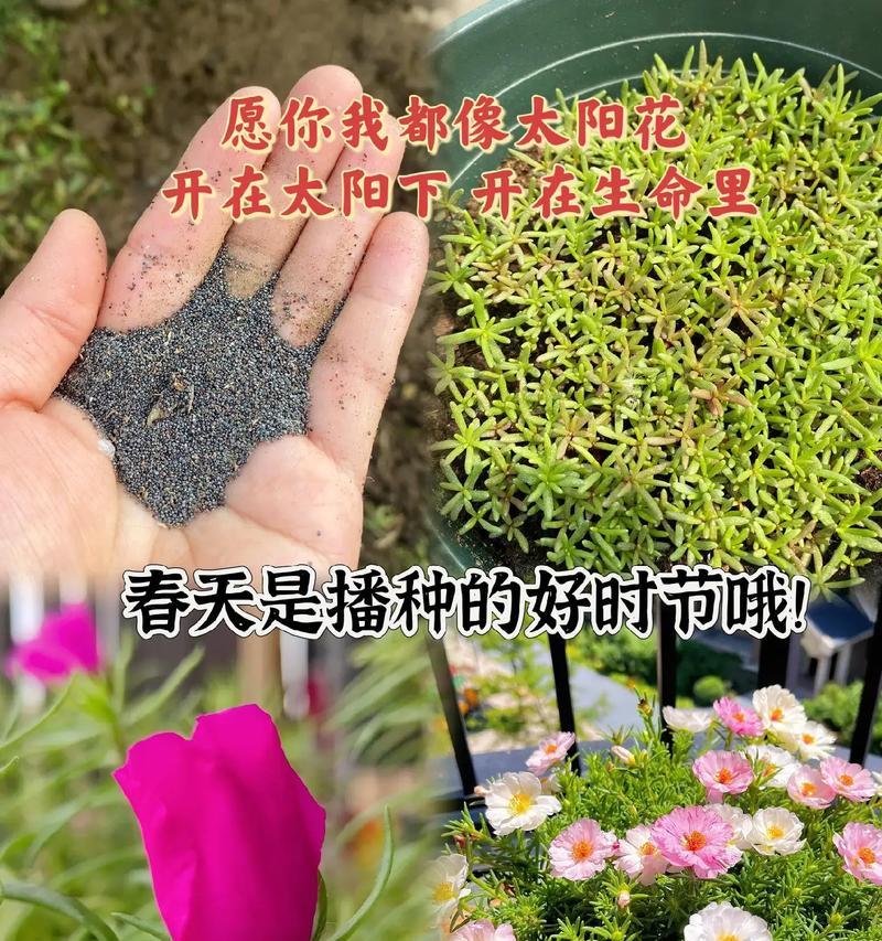 太阳花如何播种？播种太阳花的步骤是什么？