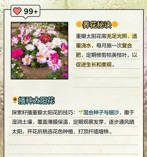 太阳花如何播种？播种太阳花的步骤是什么？