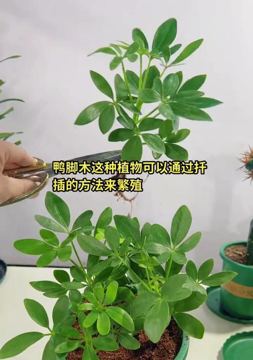 鸭脚木掉叶子怎么办？有效挽救方法有哪些？