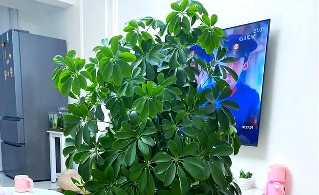 鸭脚木掉叶子怎么办？有效挽救方法有哪些？