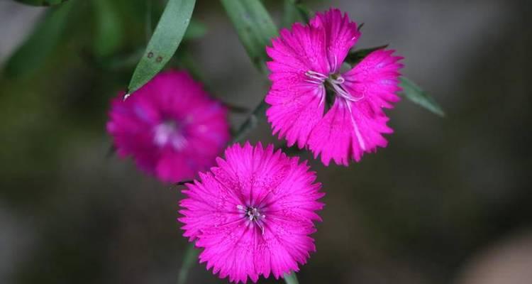 石竹花的种植步骤是什么？如何让石竹花开得更美？