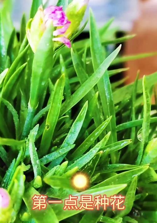 石竹花的种植步骤是什么？如何让石竹花开得更美？