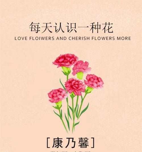石竹花的种植步骤是什么？如何让石竹花开得更美？