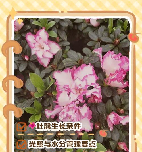 杜鹃花的养殖方法和注意事项是什么？