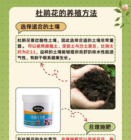 杜鹃花的养殖方法和注意事项是什么？