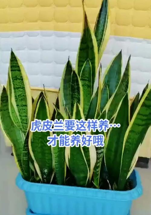 虎舌兰的养殖技巧和注意事项是什么？