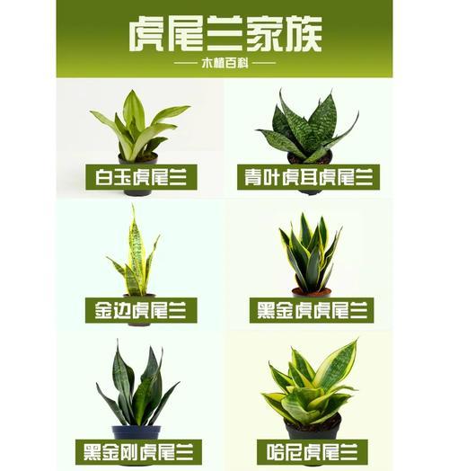 虎舌兰的养殖技巧和注意事项是什么？