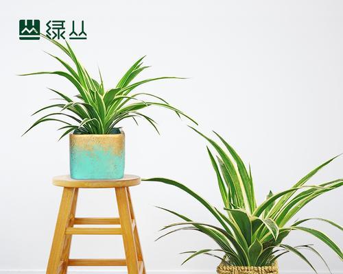金边吊兰分株的步骤和注意事项？