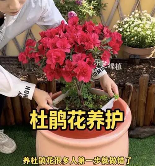 杜鹃花如何养护才能开花？有哪些关键步骤？