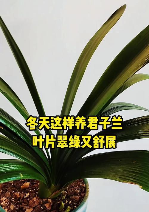 君子兰的养殖技巧和注意事项？