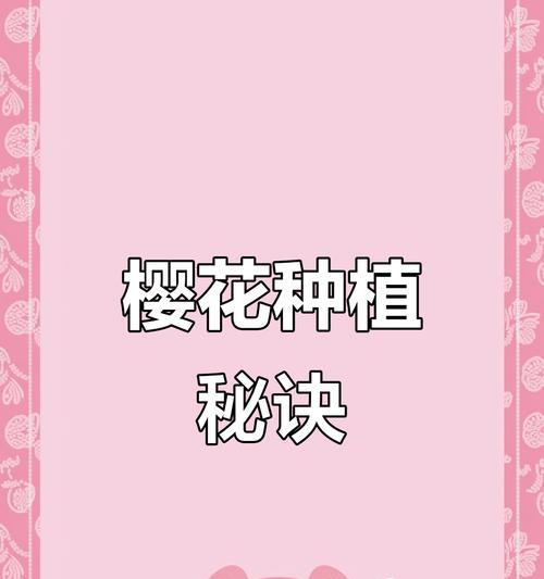 樱花种植的正确步骤有哪些？
