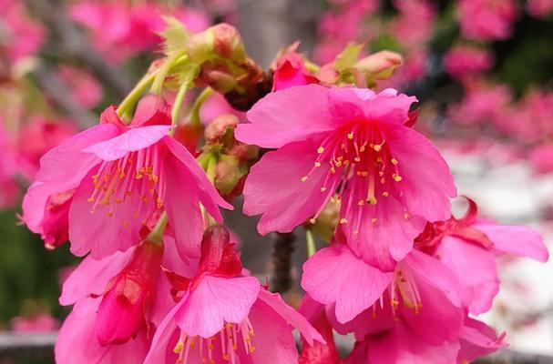 樱花有哪些最佳品种？如何选择樱花品种？