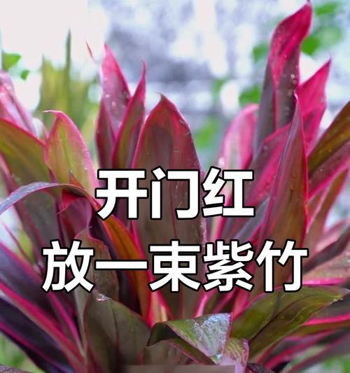 紫竹在冬季的养护方法是什么？