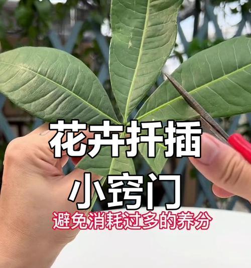 发财树扦插步骤和成功率提高方法？