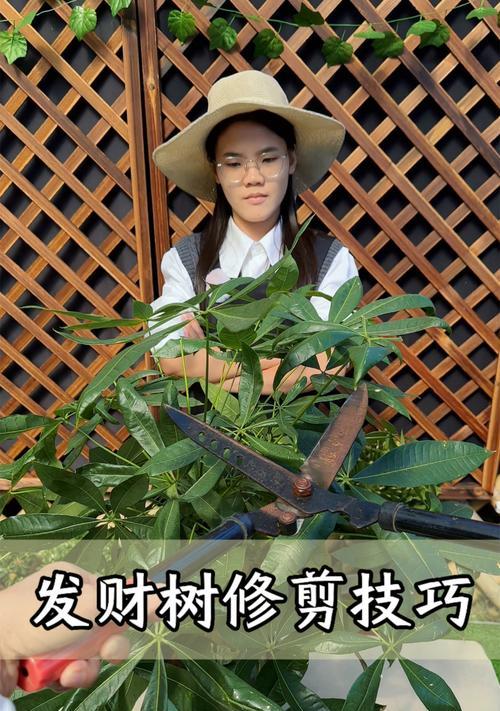 发财树扦插步骤和成功率提高方法？