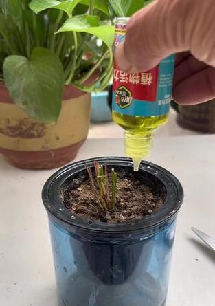 蔫花救活的方法有哪些？怎样快速恢复植物活力？