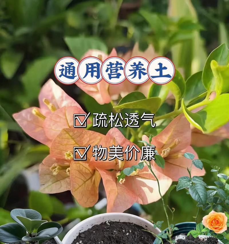 蔫花救活的方法有哪些？怎样快速恢复植物活力？