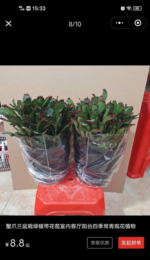 蟹爪兰栽培需要注意什么？