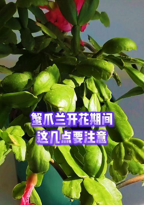 蟹爪兰栽培需要注意什么？