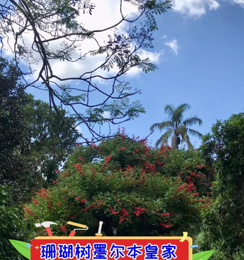 珊瑚树的植物学分类是什么？