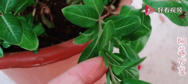长春花的施肥技巧是什么？长春花需要特别的肥料吗？