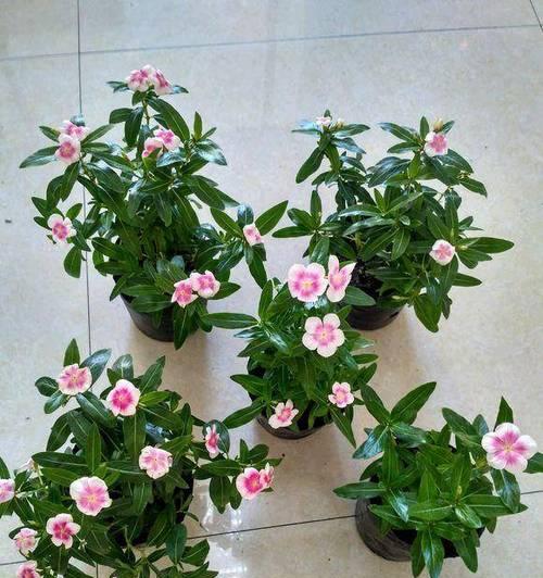 长春花的施肥技巧是什么？长春花需要特别的肥料吗？