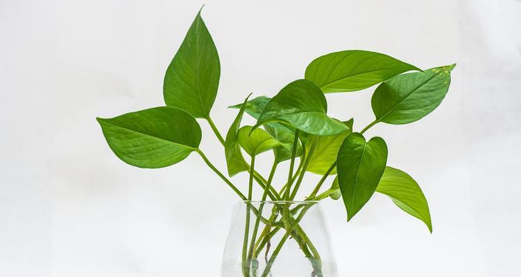水培植物种类有哪些？水培植物的养护要点是什么？