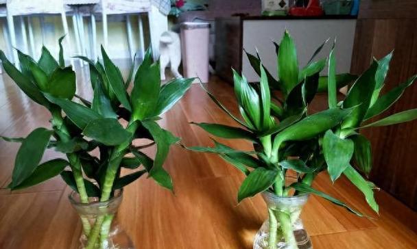 水培植物种类有哪些？水培植物的养护要点是什么？
